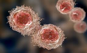 Illustration of the urogenital system